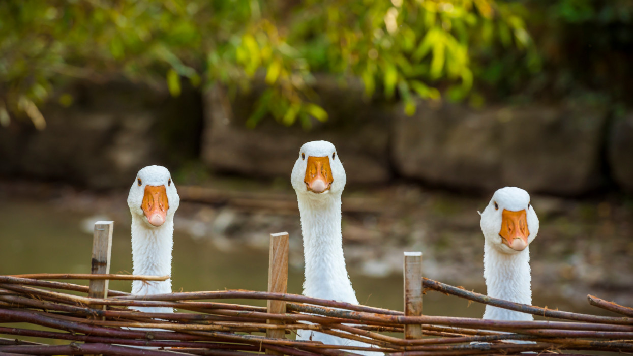 M&aacute;rton-nap &eacute;s a liba legend&aacute;ja